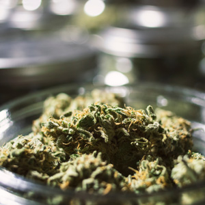 a jar of marijuana